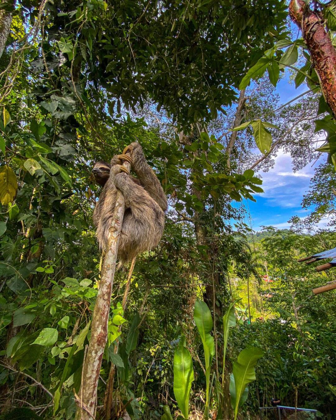 Colina Secreta - Glamping And Villas Puerto Viejo de Talamanca Eksteriør billede